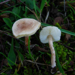 Lepiota subincarnata