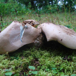 Boletus radicans