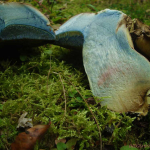 Boletus radicans