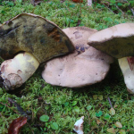 Boletus radicans