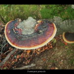 Fomitopsis pinicola