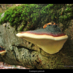 Fomitopsis pinicola