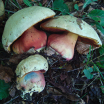 Boletus satanas