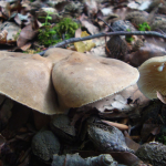 Lactarius azonites