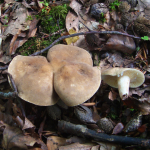 Lactarius azonites