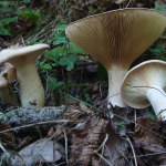 Clitocybe geotropa