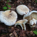 Lactarius bertillonii