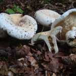 Lactarius bertillonii