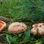 Lactarius  deliciosus