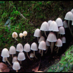 Coprinellus disseminatus