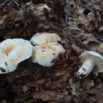 Lactarius piperatus