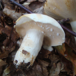 Lactarius piperatus