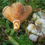 Lactarius semisanguifluus. Specimens with bluish tones in the pileus.