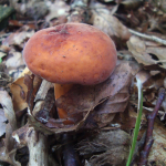 Lactarius volemus