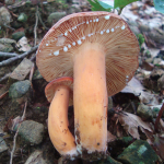 Lactarius volemus