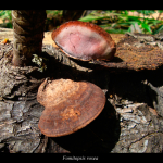 Fomitopsis rosea