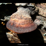 Fomitopsis rosea