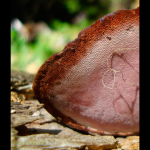 Fomitopsis rosea. Detail of hymenium.