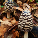 Coprinopsis picacea