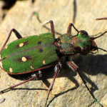 Cicindela campestris