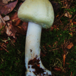 Agaricus sylvicola