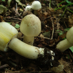 Agaricus xanthodermus var. xanthodermus