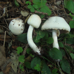 Agaricus xanthodermus var. xanthodermus