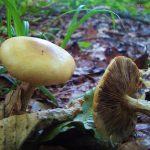 Agrocybe praecox