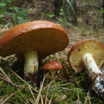 Suillus  granulatus