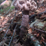 Strobilomyces strobilaceus