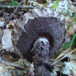 Strobilomyces strobilaceus