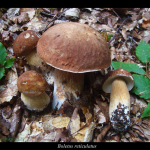 Boletus reticulatus