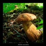 Boletus reticulatus