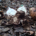 Geastrum melanocephalum