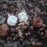 Geastrum melanocephalum