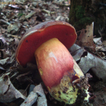 Boletus erythropus