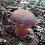 Boletus erythropus