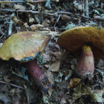 Boletus luridus