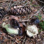 Geastrum pectinatum