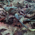 Helvella pezizoides