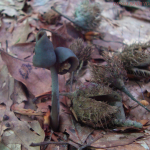 Helvella pezizoides