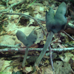 Helvella pezizoides