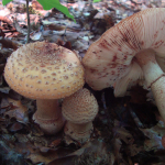 Amanita rubescens