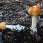 Amanita crocea