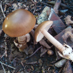 Amanita spadicea