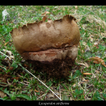 Lycoperdon utriforme