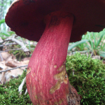 Boletus rubrosanguineus