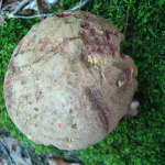 Boletus rubrosanguineus