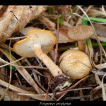 Polyporus arcularius