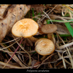 Polyporus arcularius